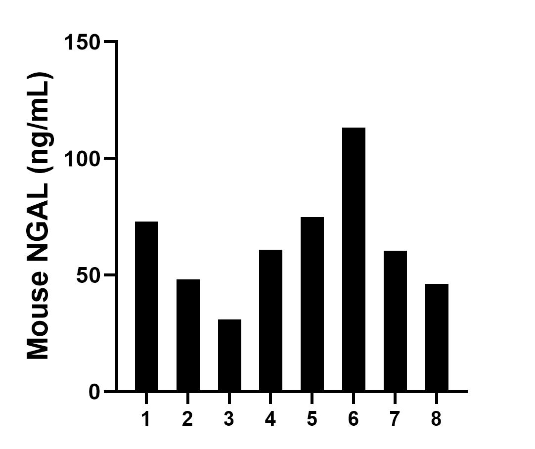 Urine of eight mice were measured. The NGAL concentration of detected samples was determined to be 63.5 ng/mL with a range of 31.0 - 113.3 ng/mL.